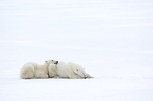 北极熊,母兽,幼兽,睡觉,冰