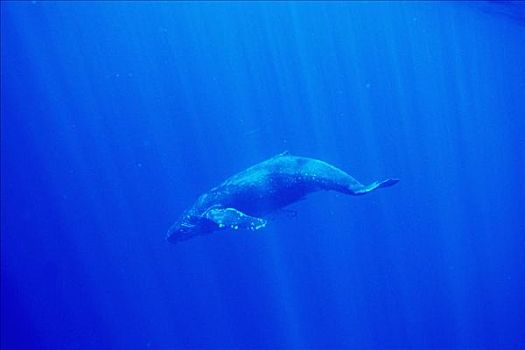 夏威夷,驼背鲸,大翅鲸属,鲸鱼,水下,太阳光线