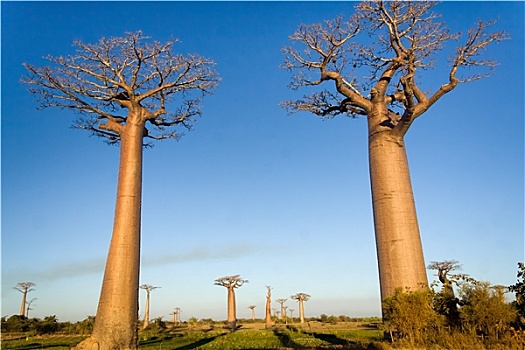 猴面包树,树,马达加斯加