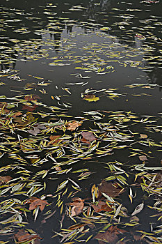 水中的落叶