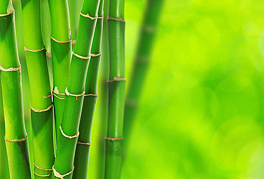 绿色,竹子