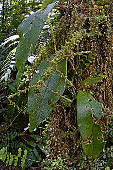 竹节虫,保护色,巴布亚新几内亚
