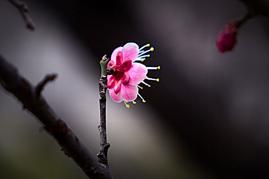 梅花