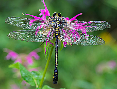 蜻蜓,鲜明,粉色,花,地点,安大略省,加拿大