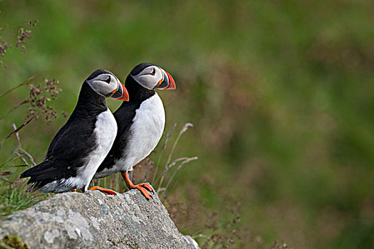 角嘴海雀,大西洋海雀,北极,挪威,欧洲