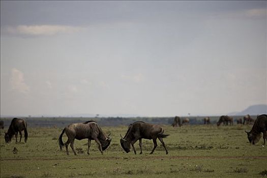 角马,地点,马赛马拉国家保护区,肯尼亚