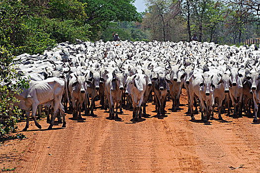 牛,牧群,途中,牛仔,背景,潘塔纳尔,巴西
