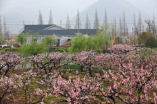 桃林,桃花,花海