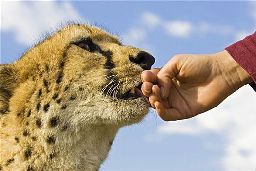印度豹,猎豹,舔,手,纳米比亚,非洲