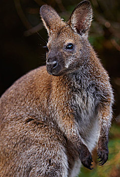 红颈袋鼠,塔斯马尼亚,澳大利亚