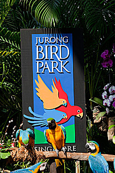 新加坡,鸟,公园