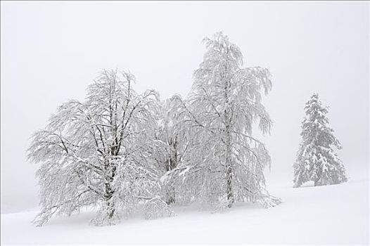 积雪,铜,山毛榉,南方,黑森林,巴登符腾堡,德国,欧洲