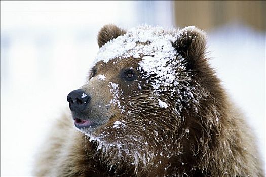 大灰熊,站立,遮住脸,雪中,阿拉斯加野生动物保护中心,阿拉斯加