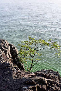 岸边的岩石与小树