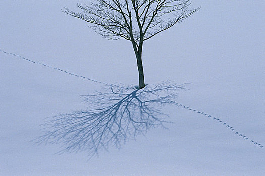 树,雪原