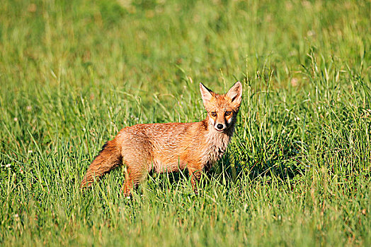 红狐,狐属,幼兽,站立,草,巴伐利亚,德国,欧洲
