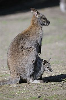 红颈袋鼠,年轻,育儿袋,澳大利亚