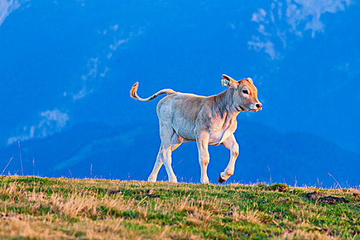 幼兽,高山牧场,高处,萨尔察赫河,山谷,萨尔茨堡州,奥地利