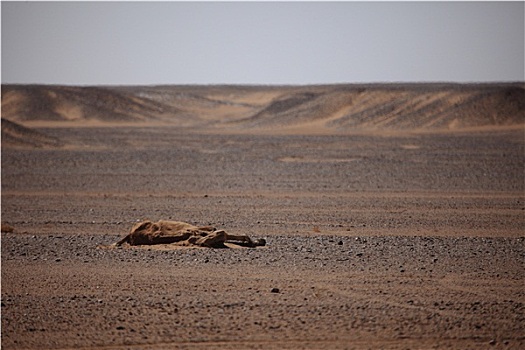 死,撒哈拉沙漠
