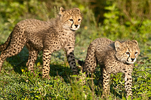 非洲,坦桑尼亚,印度豹,幼兽,恩戈罗恩戈罗,保护区