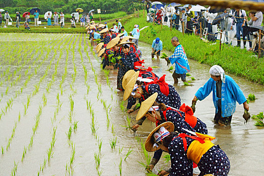 种植,节日,宫崎,日本