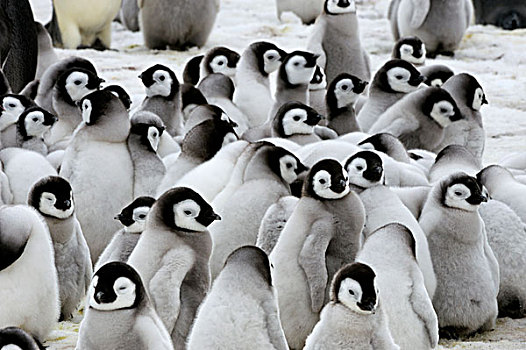 南极,威德尔海,雪丘岛,帝企鹅,幼禽