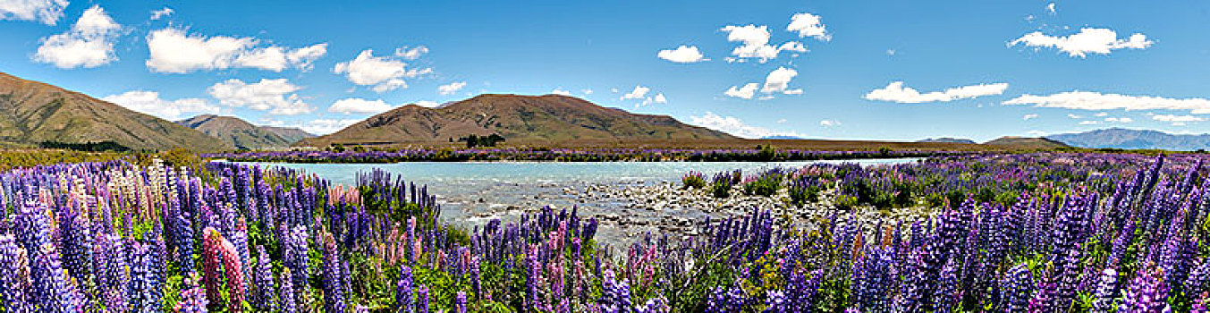 河床,河,紫色,盛开,羽扇豆,奥塔哥,南岛,新西兰,大洋洲