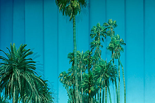 棕榈树,风景,帘