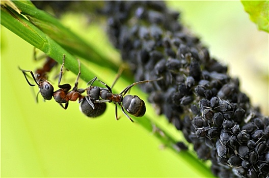 蚂蚁,蚜虫