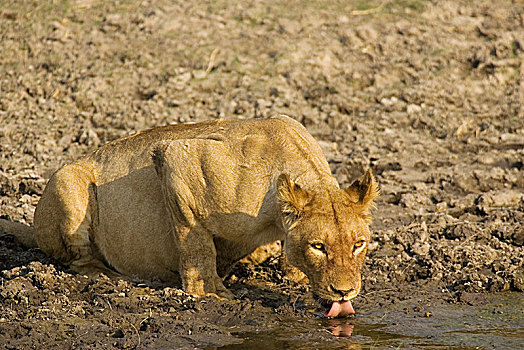 狮子,喝,雌狮,水坑,乔贝国家公园,博茨瓦纳,非洲