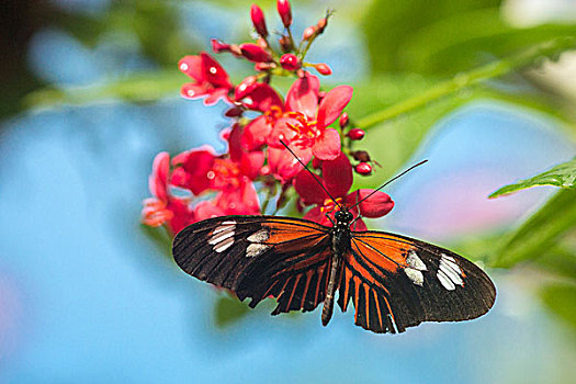 蝴蝶,自然,温室,西礁岛,佛罗里达,美国