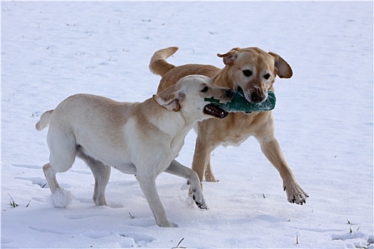 拉布拉多犬,雪