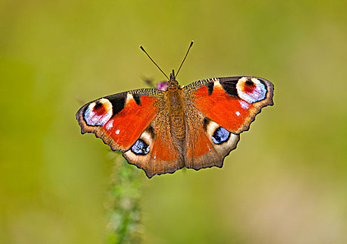 孔雀蛱蝶,萨克森安哈尔特,德国,欧洲