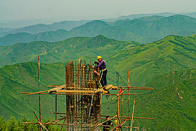 山鹰图片