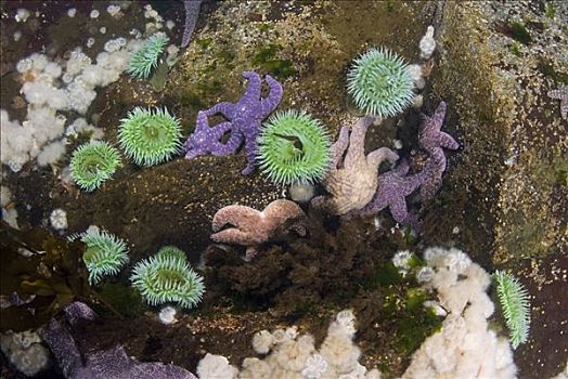 海葵,群,巨大,绿海,海星,温哥华岛,不列颠哥伦比亚省,加拿大