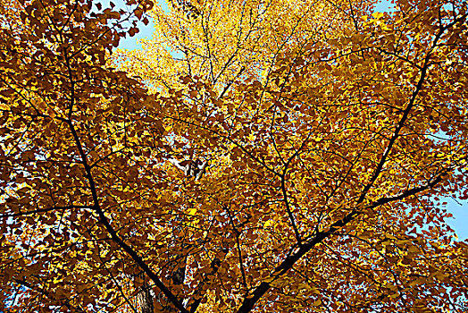 秋天金黄色的银杏树