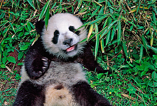 熊猫,幼兽,竹林,卧龙,四川,中国