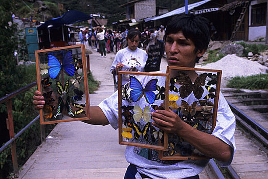 南美,秘鲁,圣谷,靠近,马丘比丘,蝴蝶,出售