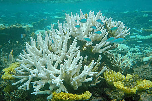 珊瑚礁图片