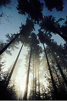树林,景色,北温哥华,不列颠哥伦比亚省,加拿大