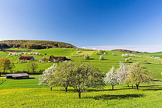 樱桃树,开花,牧场,靠近,农场,春天,阿尔皋,瑞士