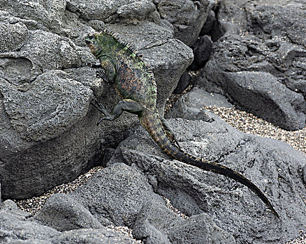 海鬣蜥,攀登,上方,火山岩,石头,费尔南迪纳岛,加拉帕戈斯群岛,厄瓜多尔,南美