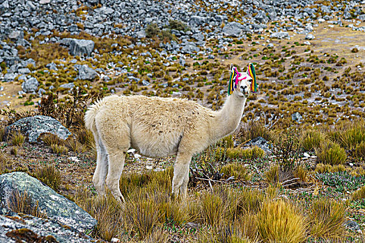 美洲驼,靠近,休憩之所,安第斯山,秘鲁