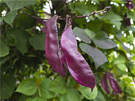 紫色扁豆