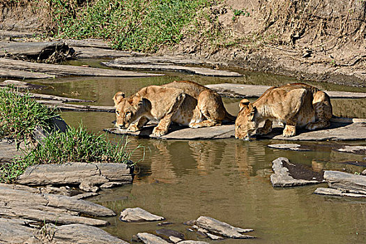 幼兽,狮子,喝,马赛马拉国家保护区,肯尼亚,非洲