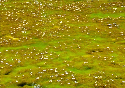 苔藓,沼泽,树林