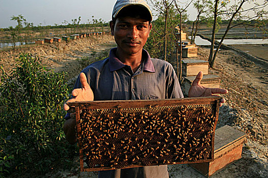 一个,男人,展示,蜂蜜,篮子,农场,库尔纳市,孟加拉,五月,2007年