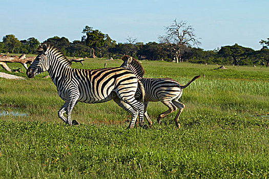 斑马,跑,马,万基国家公园,津巴布韦,非洲