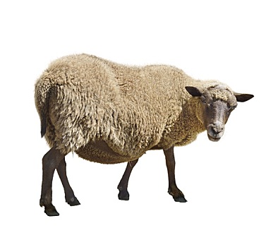 绵羊,白色背景,背景