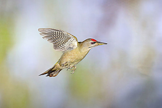 啄木鸟,飞行,北莱茵威斯特伐利亚,德国,欧洲